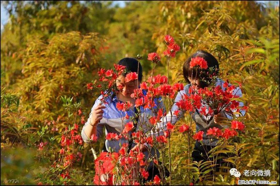 【春天,广西桂林灌阳县向您发出邀请!】登麒麟山,相约映山红 - 游山玩水 - 合肥生活社区 - 合肥28生活网 hf.28life.com