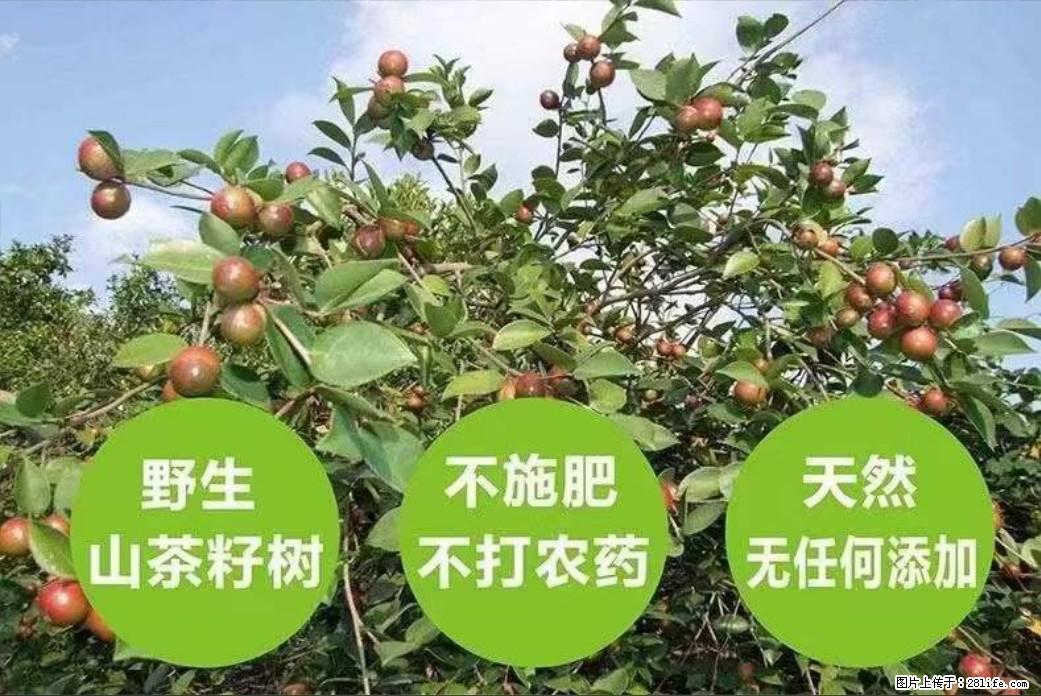 【灌阳县油茶产业示范区】一个有着充实的精神生活的人，对待身外之物自会有一种淡泊的态度 - 美食天地 - 合肥生活社区 - 合肥28生活网 hf.28life.com