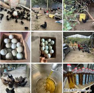 油茶园从小鸡仔开始养起的纯土鸡、土鸡蛋可以预定啦!还有前几天刚榨的纯山茶油哦 - 合肥28生活网 hf.28life.com