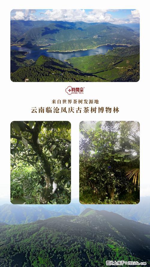 时间果百年古树2025年春红茶 - 购物交流 - 合肥生活社区 - 合肥28生活网 hf.28life.com