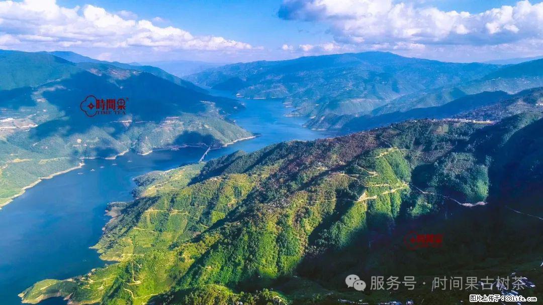 时间果百年古树龙珠普洱生茶 - 购物交流 - 合肥生活社区 - 合肥28生活网 hf.28life.com