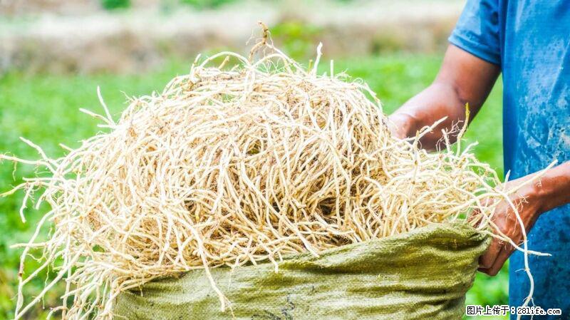 堪称“最难吃”的蔬菜,却是 “抗辐射神器”,还能护肺、清热、止咳化痰! - 合肥生活资讯 - 合肥28生活网 hf.28life.com