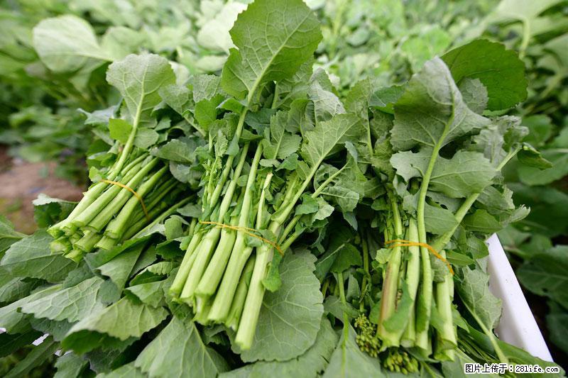 这些蔬菜是“天然钙片”，这6种被医生重点推荐 - 合肥生活资讯 - 合肥28生活网 hf.28life.com